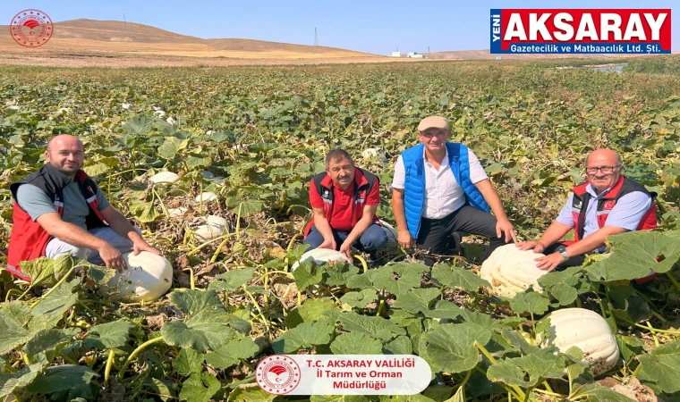 'ARICAN-97' VE 'BALLIKIZ' DENEME EKİMLERİ İNCELENDİ Aksaray Tarlaları yeni kabak çeşitleriyle buluştu