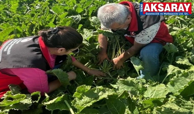 EKİPLER SAHADA Pancar tarlaları sıkı denetimde