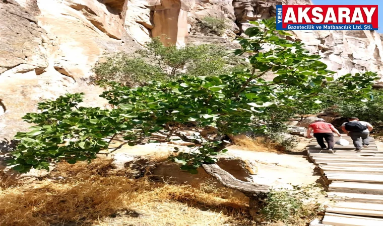 Fıstık ağaçlarını da don vurmuş