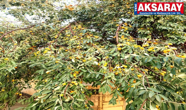 İğdeler kızarmaya başladı
