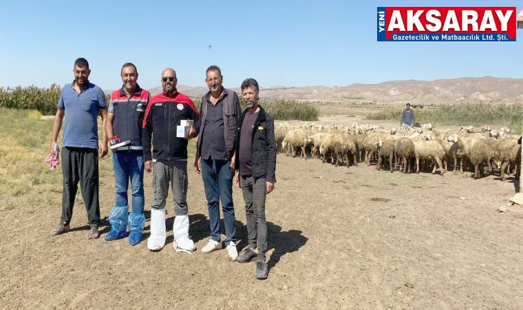 Küçükbaş hayvanlarda veba hastalığına karşı tedbirler alınıyor
