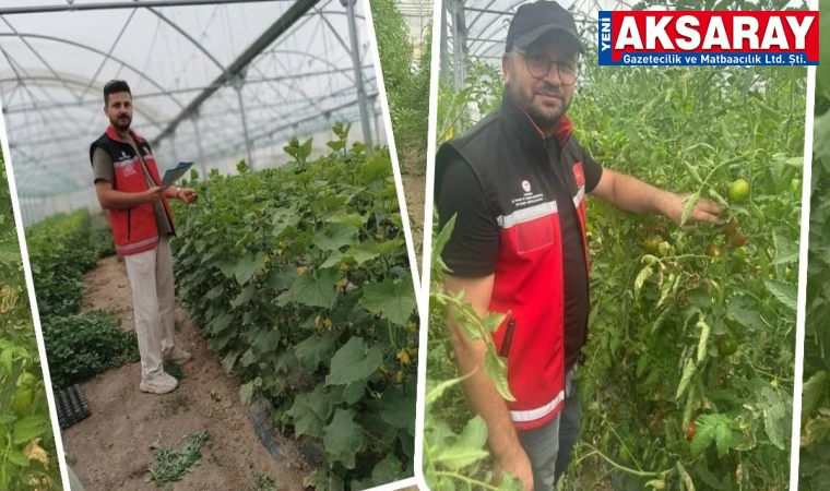 Seralarda hastalık ve zararlılar kontrol ediliyor