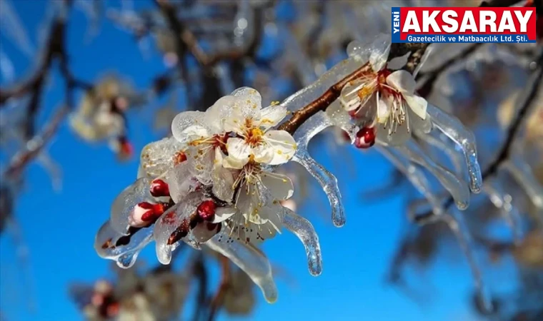 Zirai dondan zarar gören çiftçilere destekleme ödemesi yapılacak