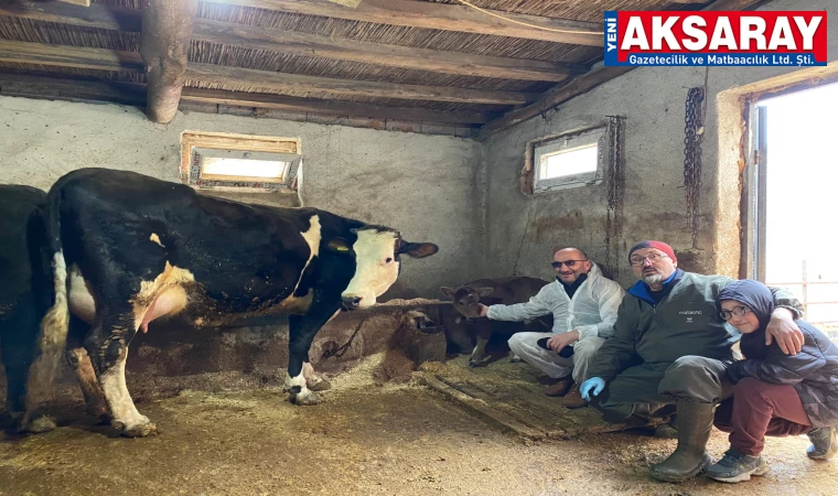 AKSARAY ÜNİVERSİTESİ’NDEN GENETİK DEVRİM Süt alerjisini taşımayan buzağılar doğdu
