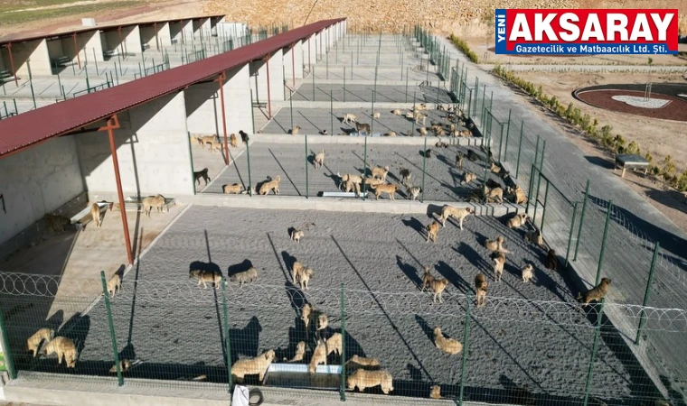 Toplanan hayvan sayısı binleri geçti