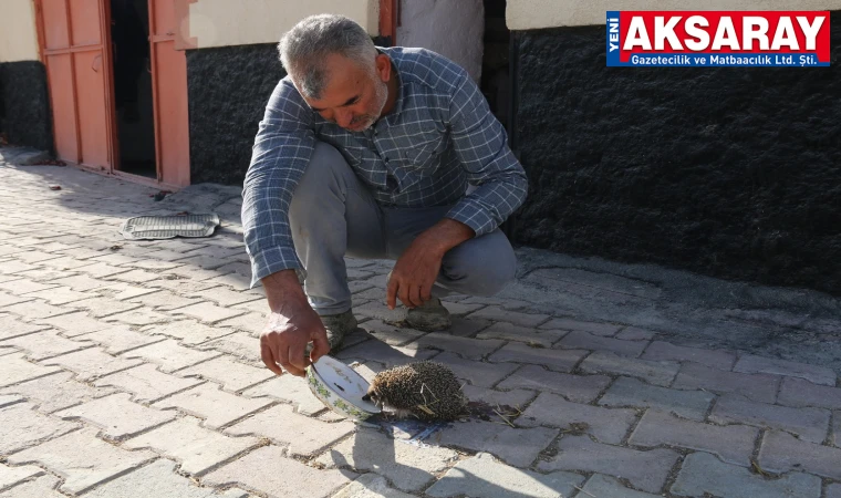Her sabah ahırına gelen kirpiyi sütle besliyor