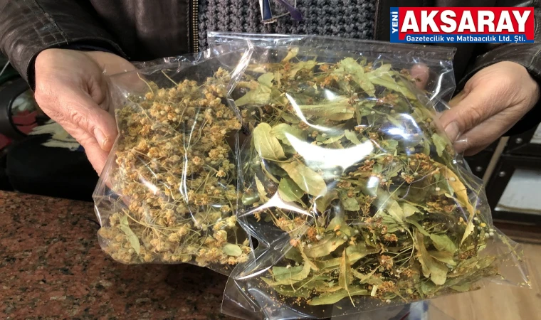 Ihlamur altınla yarışıyor