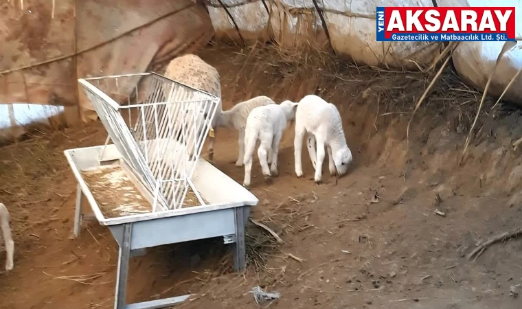 Üçüz kuzular dünyaya geldi