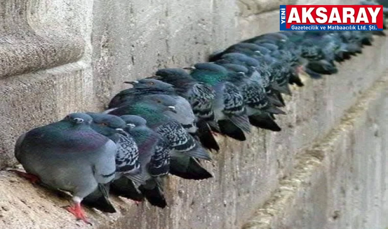 DONDURUCU SOĞUKTA Güvercinler tesbih tanesi gibi dizildi