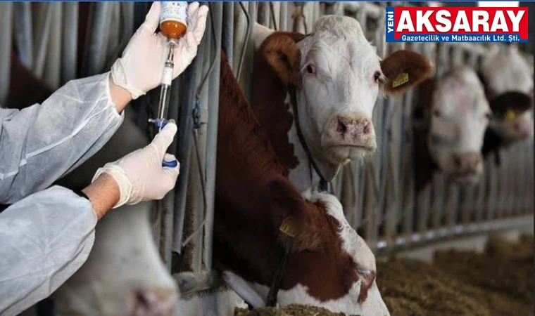 HAYVANLARDA ŞAP ALARMI 9 Köy karantinaya alındı
