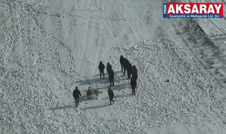Köpek dövüşüne jandarma baskını