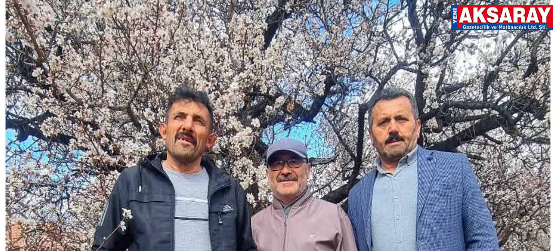 AKSARAY’DA ERKEN BAHAR Bademler çiçek açtı