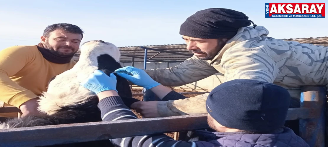 AŞILAMA ÇALIŞMALARI Sultanhanı’nda hayvan sağlığı seferberliği