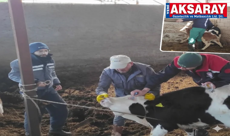 Hayvanlara Şap ve Brucella aşıları yapılıyor