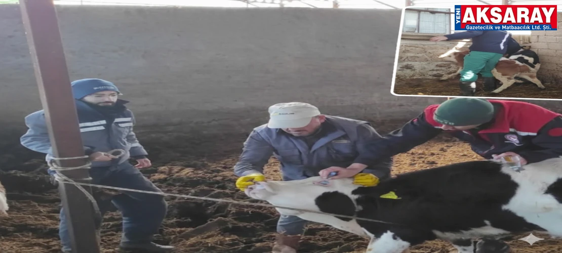 Hayvanlara Şap ve Brucella aşıları yapılıyor