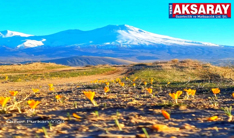 Yalancı bahar çiğdemlere çiçek açtırdı