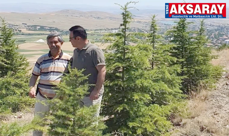 Ağaçlar 2 metreye ulaştı