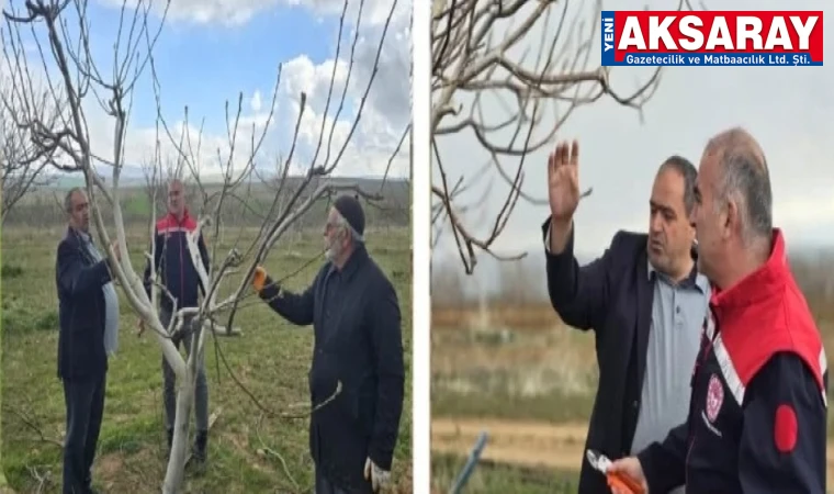 Ceviz üretimi mercek altında