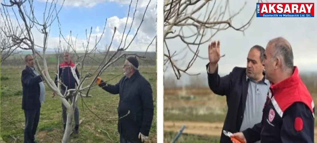 Ceviz üretimi mercek altında