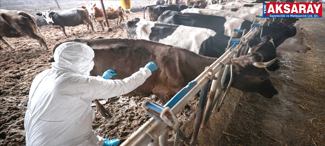 ESKİL’DE ŞAP ALARMI Kaputaş yaylası karantinaya alındı