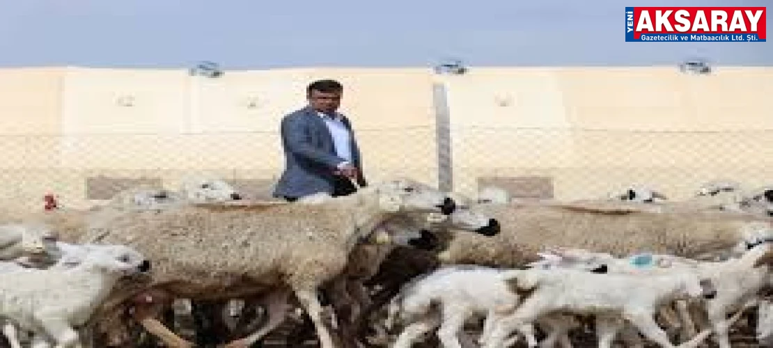 KİŞİ BAŞI 100 KOYUN VERİLECEK Beklentilerin üzerinde başvuru