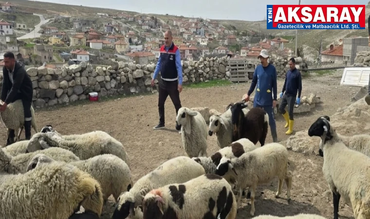 Küçükbaş hayvanlarda küpeleme çalışması