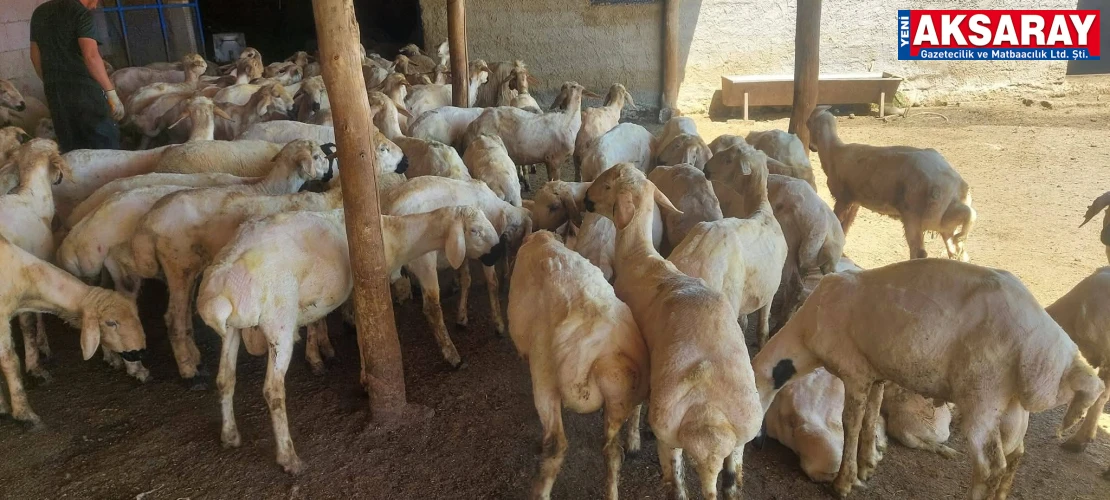 Kurbanlık telaşı başladı