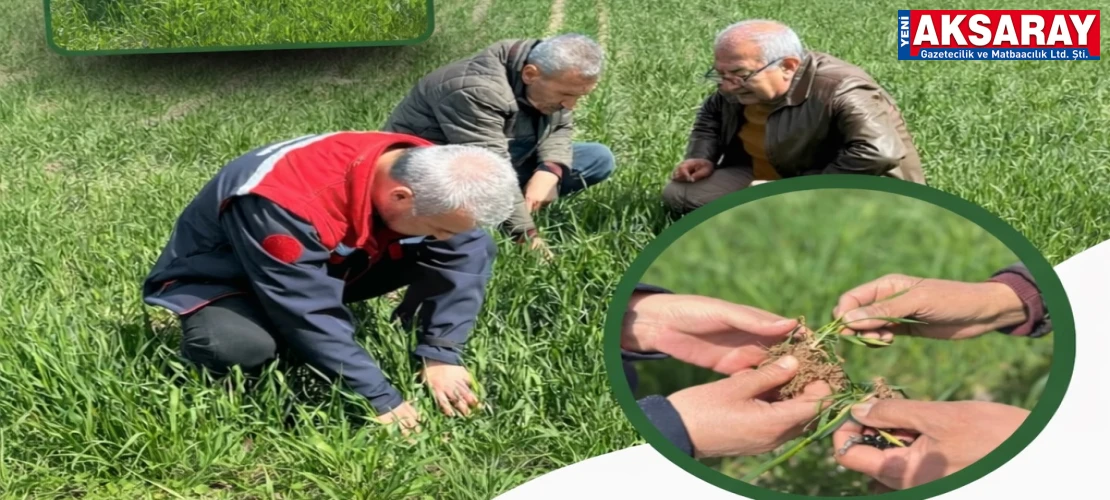 Zirai ekipler hububat mesaisinde