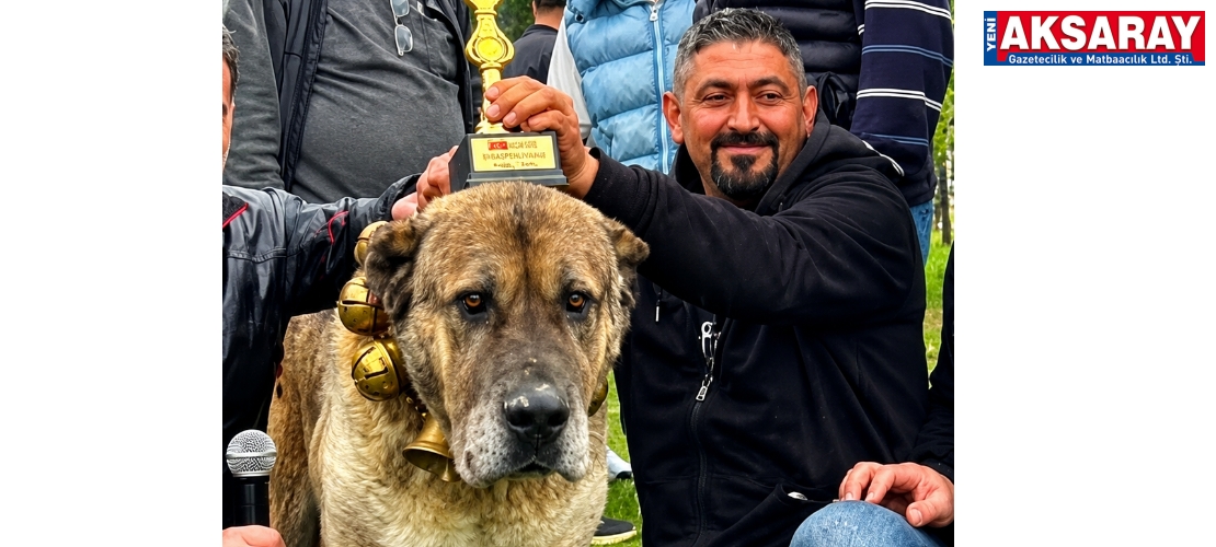 AKSARAY MALAKLISI "DAYI AĞA" 700 KÖPEK ARASINDA BİRİNCİ SEÇİLEREK AKSARAY'A KUPA KAZANDIRDI