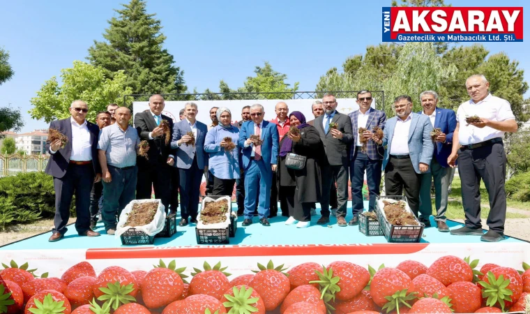 690 Bin çilek fidesi üreticilere dağıtıldı