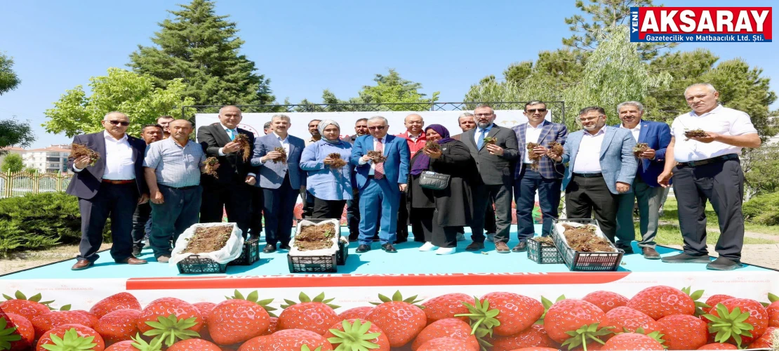 690 Bin çilek fidesi üreticilere dağıtıldı