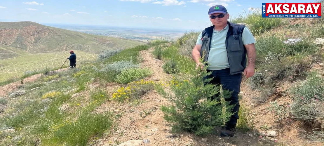 AKSARAY-ANKARA YOLUNDA YEŞİL DÖNÜŞÜM  Altınkaya yamaçlarındaki fidanlar boy attı