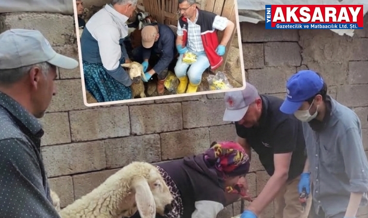 Aksaray’da küçükbaş hayvanlara yakın takip