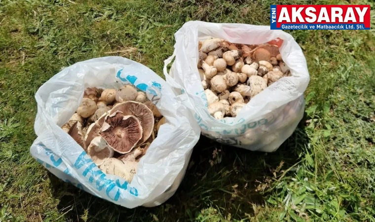 Ekecik Dağı’nda mantar toplama sezonu bereketli geçiyor