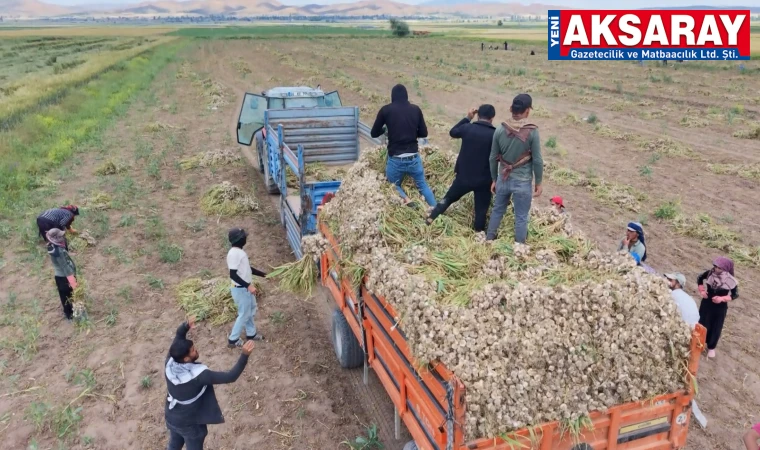 Organik sarımsakların hasadı başladı