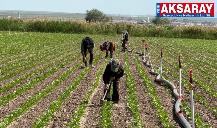 Şeker pancarı çapa mesaisi başladı