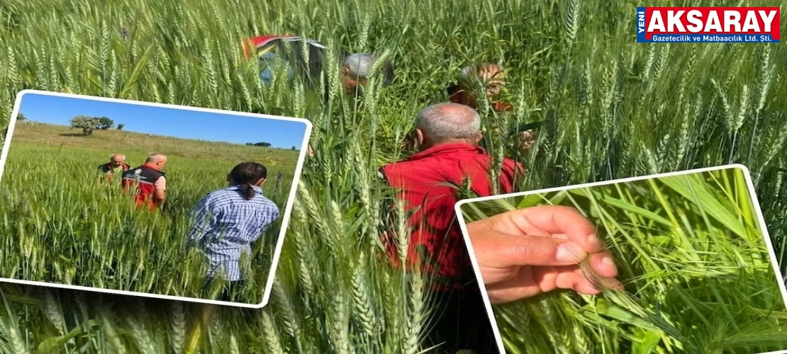 TARIMSAL ÜRETİM GÜVENDE  Hastalık ve zararlı kontrolleri aralıksız sürüyor