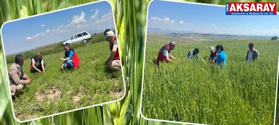 Tarla ve sahalarda hastalık taraması