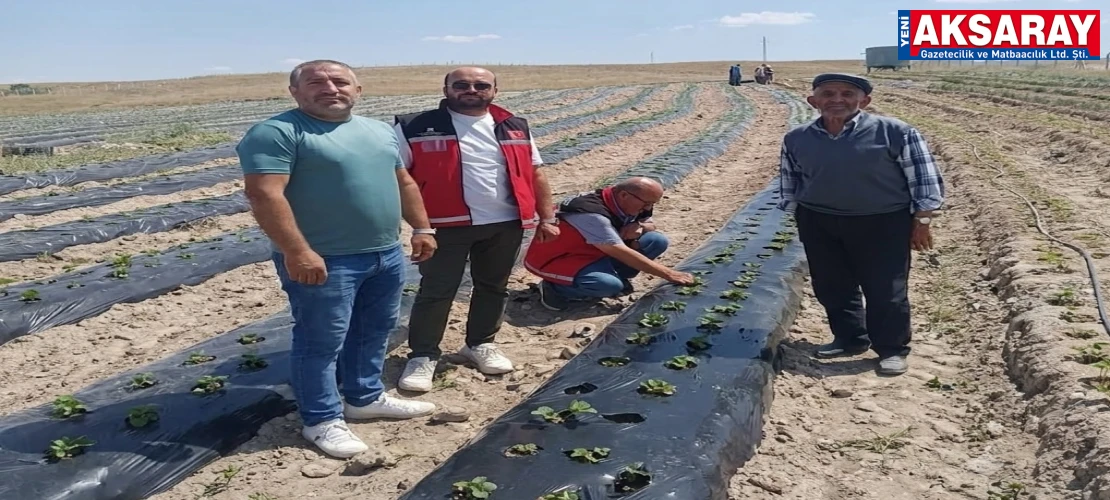 ALTERNATİF ÜRETİM HAMLESİ Organik çilek fideleri yerinde incelendi