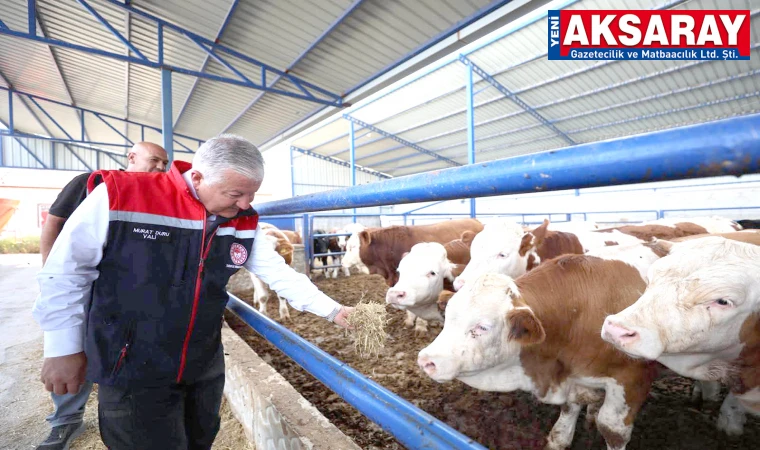 KAZICIKTOL’DA HAYVANCILIK HAMLESİ Vali Murat Duru besi çiftliğini ziyaret etti
