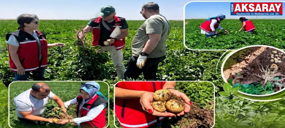 Sertifikalı tohumluk patates kontrolleri yapılıyor