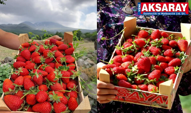 Çilek üretimi bölge çiftçisine yeni gelir kapısı