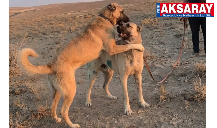 Köpek dövüştürüp sosyal medyada paylaştılar