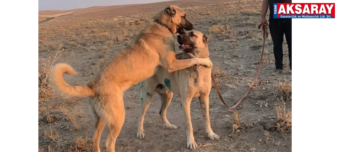 Köpek dövüştürüp sosyal medyada paylaştılar
