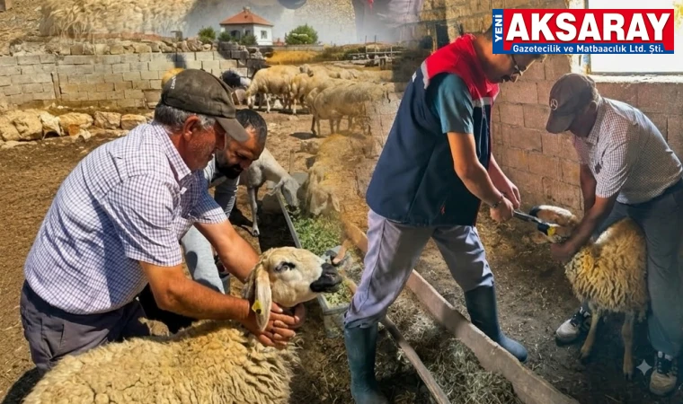 Küçükbaş hayvanlarda küpeleme ve aşılama hamlesi