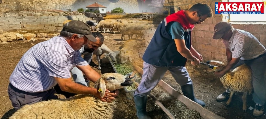 Küçükbaş hayvanlarda küpeleme ve aşılama hamlesi