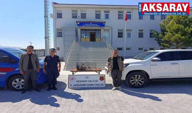 Yabani kuşlar ele geçti
