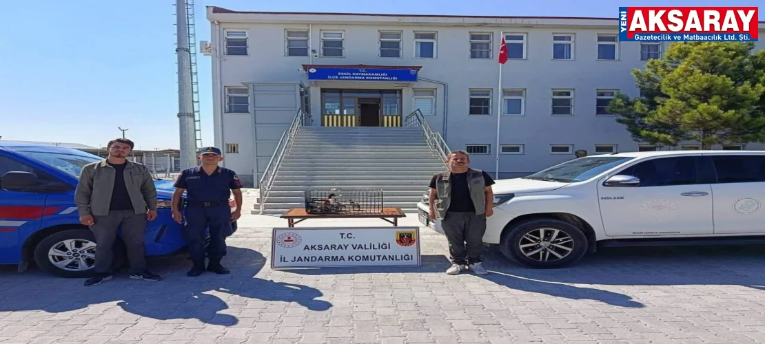 Yabani kuşlar ele geçti