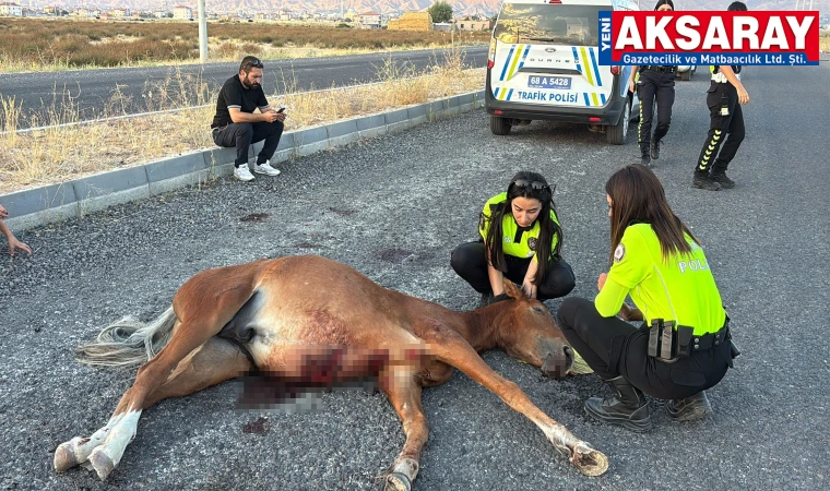 Yaralı ata 4 saatlik kurtarma çalışması