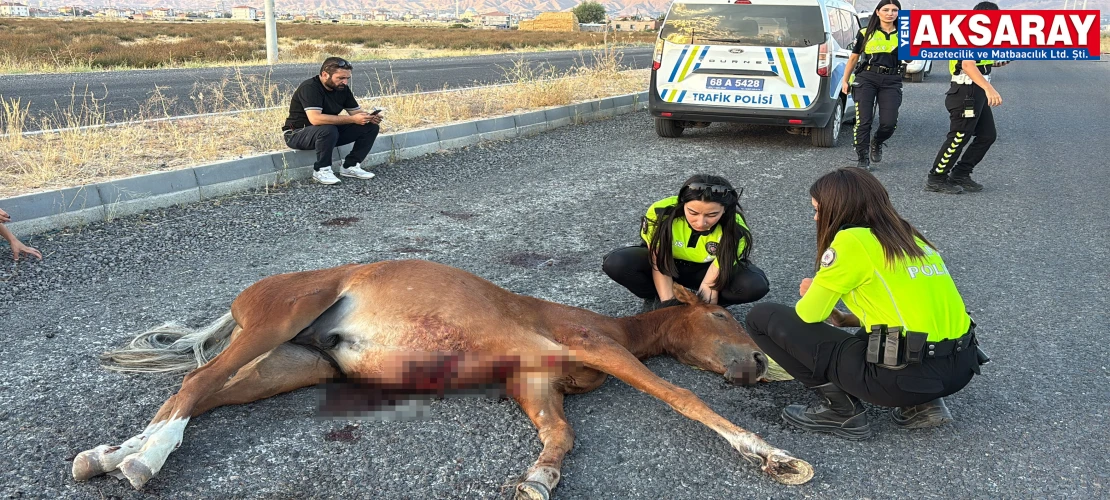 Yaralı ata 4 saatlik kurtarma çalışması